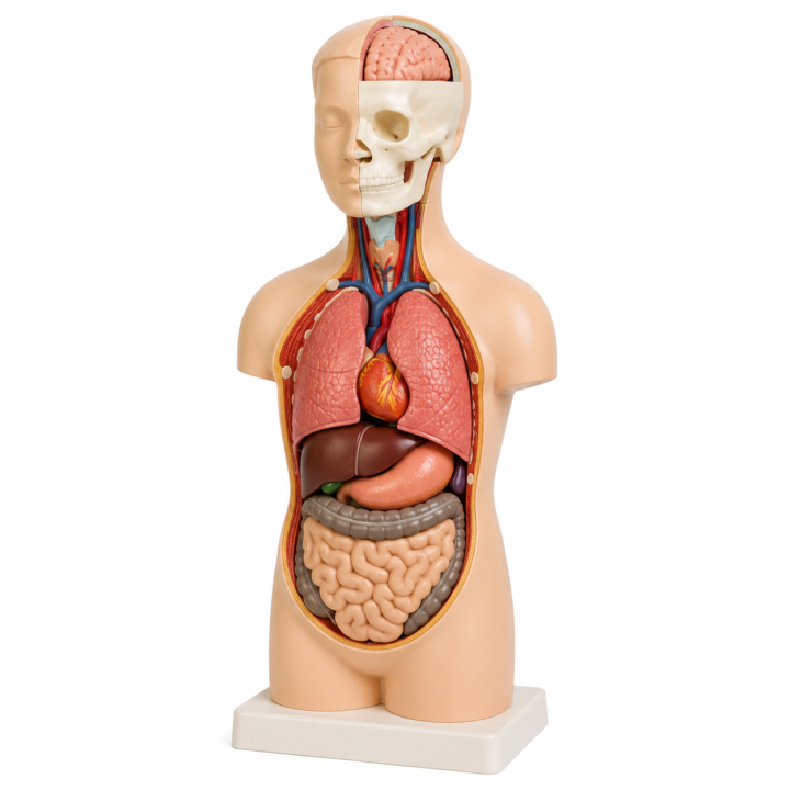 Half-Size Human Torso Model — 9 Parts