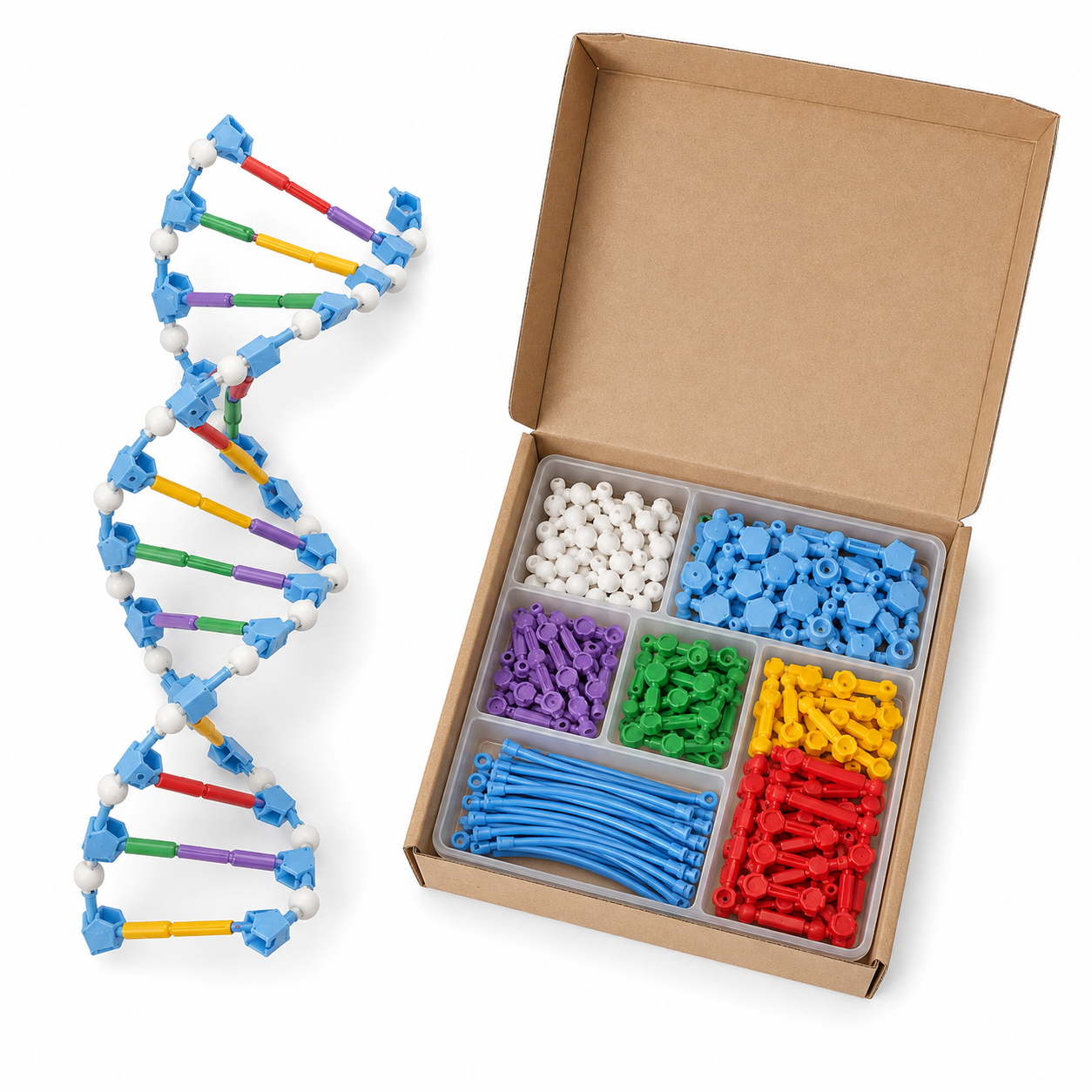 DIY DNA Double-Helix Model Kit - Image 2